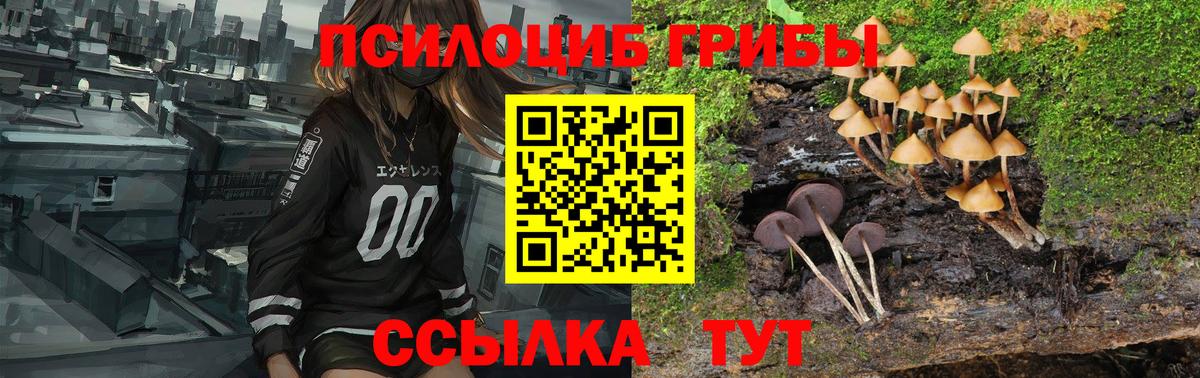 Псилоцибиновые грибы Psilocybine cubensis Майкоп
