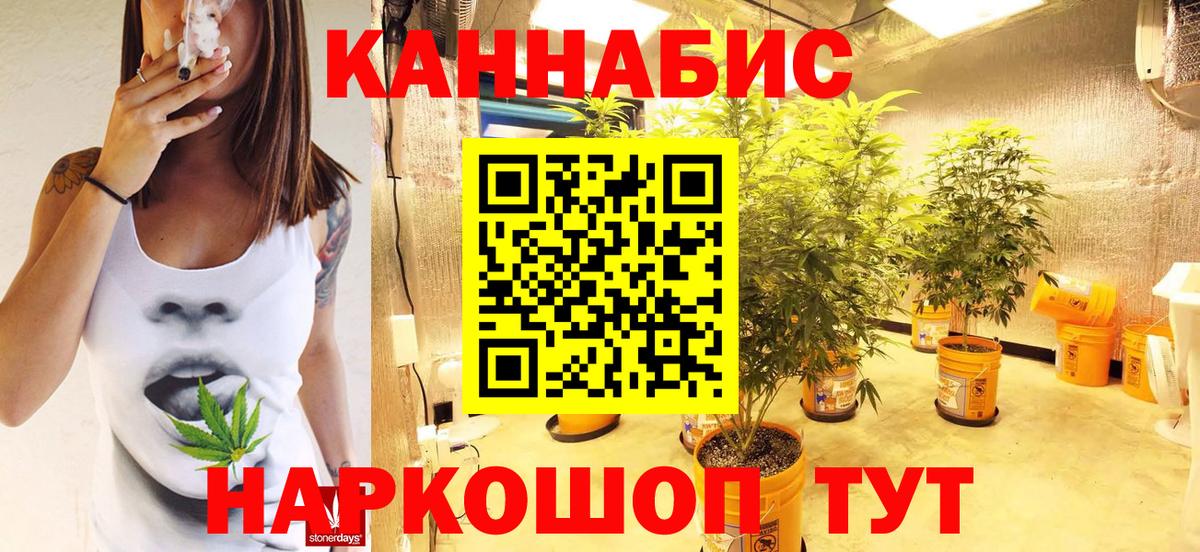 Каннабис конопля Майкоп